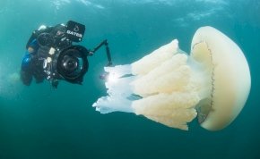 Videó: a búvár és a gigantikus medúza varázslatos randevúja