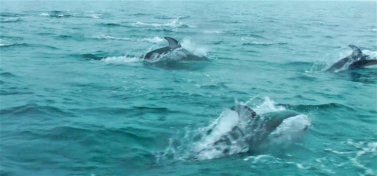 Ritka jelenség, fejvesztve menekültek a delfinek – videó