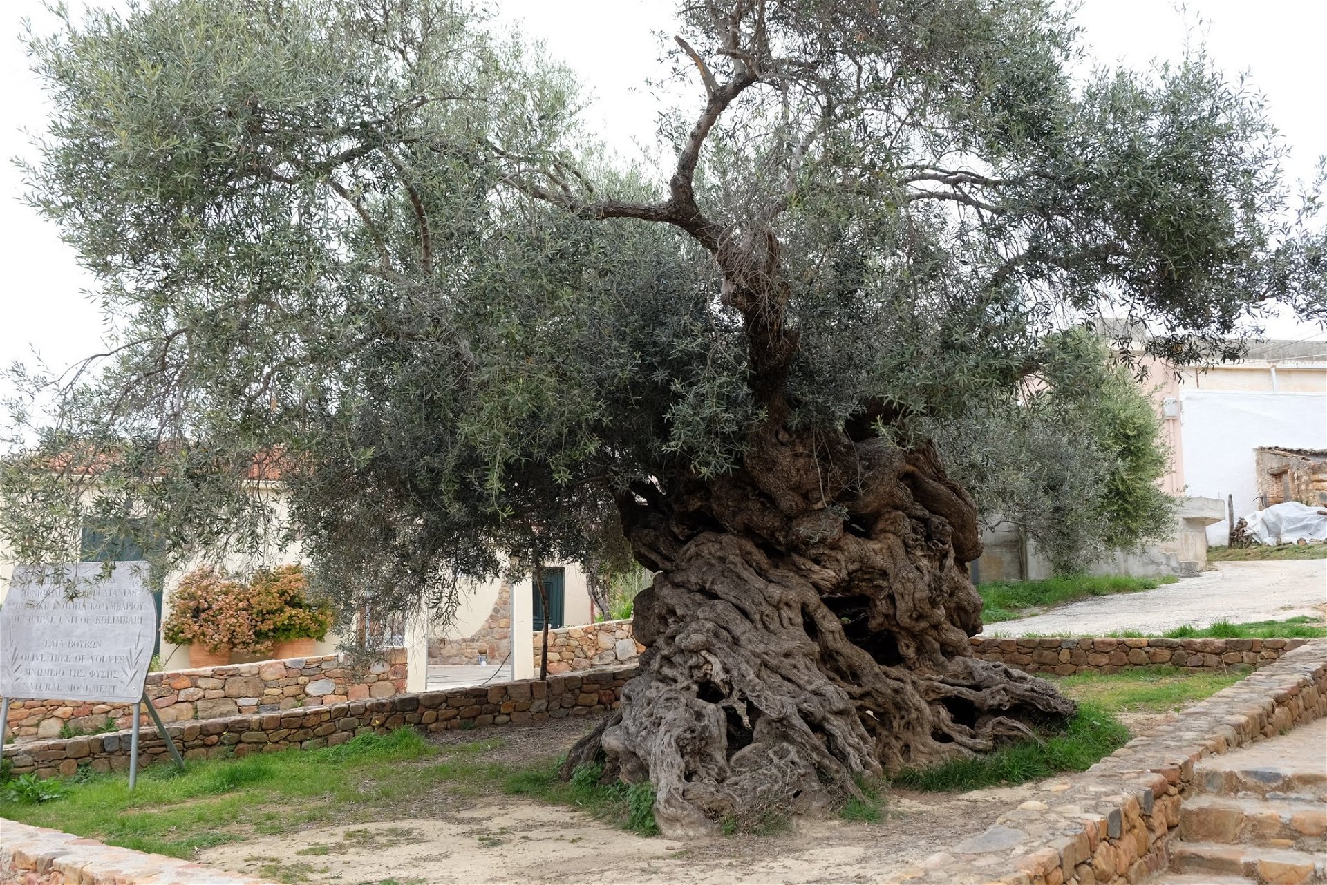 Elképesztő, 3000 éves ez a fa, de még mindig terem rajta olívabogyó