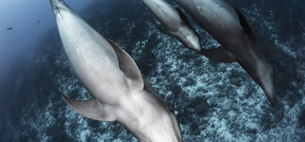A delfineknél is megjelent az örökbefogadás, két faj között