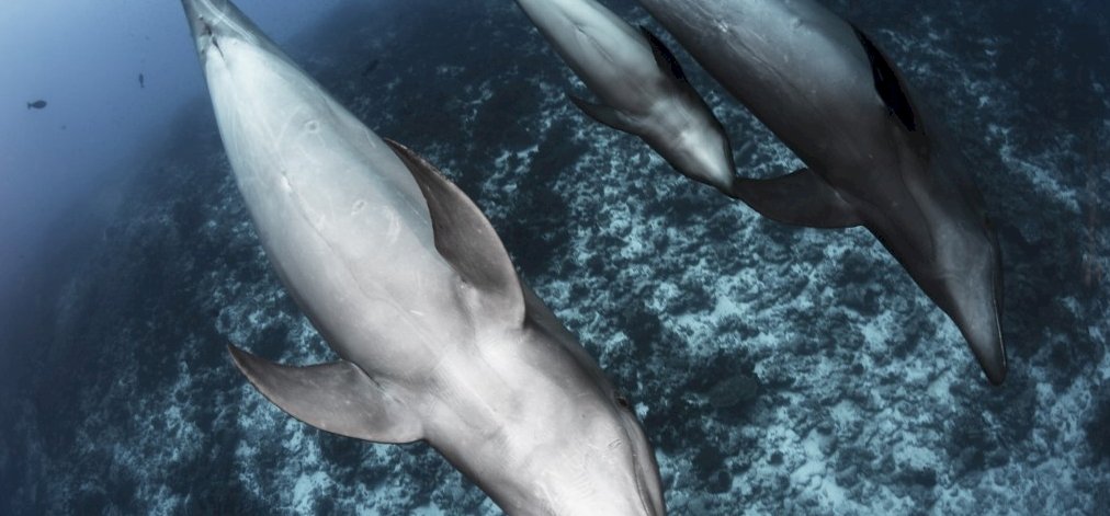 A delfineknél is megjelent az örökbefogadás, két faj között