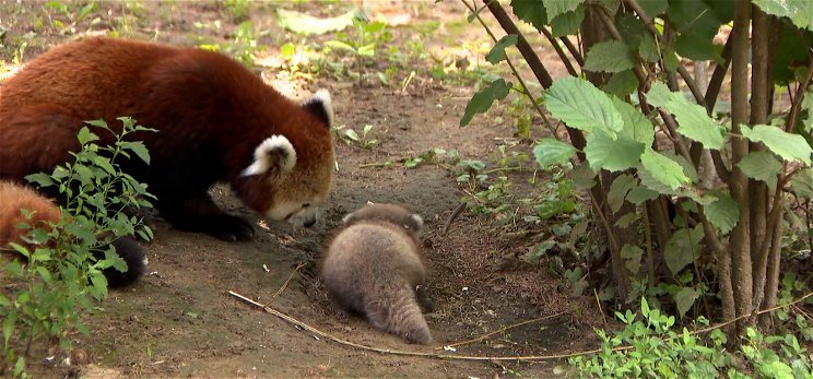 Panda ikrek születtek Nyíregyházán