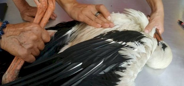 „Szinte kérte, hogy segítsek” – fuldokló gólyát mentett egy horgász