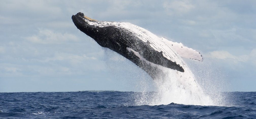 Ilyen az, amikor egy bálna pár méterre tőled dob egy hátast – elképesztő videó