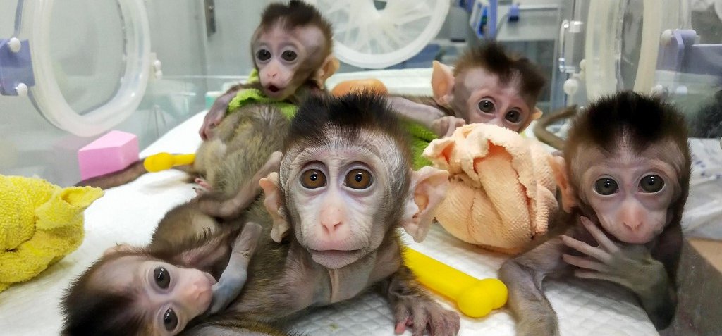 Megalkották az első majom-ember hibridet