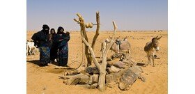 A Szahara veszélyeztetett állatai isszák meg a kínai olajkutak levét