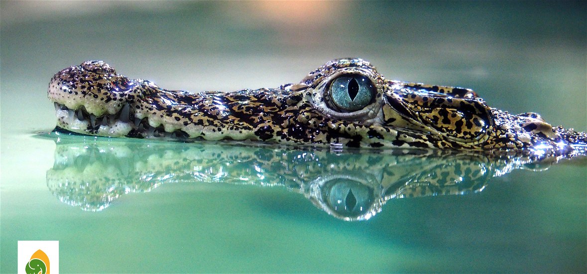 Aranyos és ritka krokodilocskák érkeztek a budapesti állatkertbe 