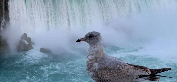 Zsolt utazása: közelről is megnéztük a Niagara-vízesést – galéria