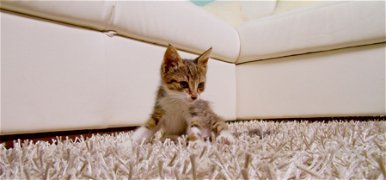 Íme a világ legkisebb macskája – videó