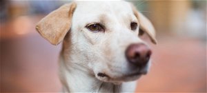 Hallottál már a kétorrú kutyáról, a világ egyik legkülönlegesebb fajtájáról?