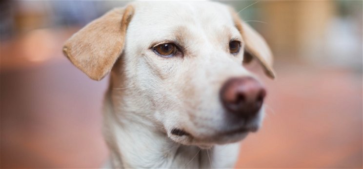 Hallottál már a kétorrú kutyáról, a világ egyik legkülönlegesebb fajtájáról?