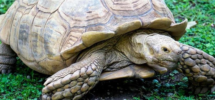 Elpusztult egy 344 éves teknős Nigériában