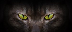 Vérfarkas kinézetű új macskafajt tenyésztettek ki – videó