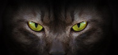 Vérfarkas kinézetű új macskafajt tenyésztettek ki – videó