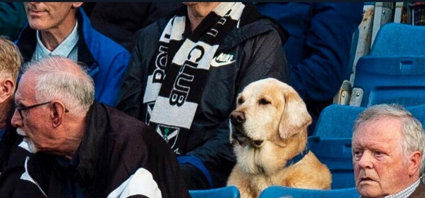 Még a kutya is szereti a skót focit