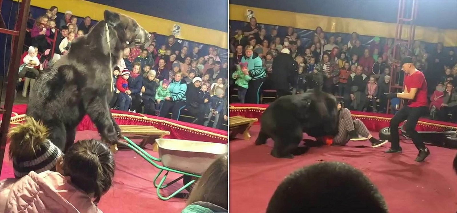 Előadás közben támadta meg idomárját a hatalmas medve – videó