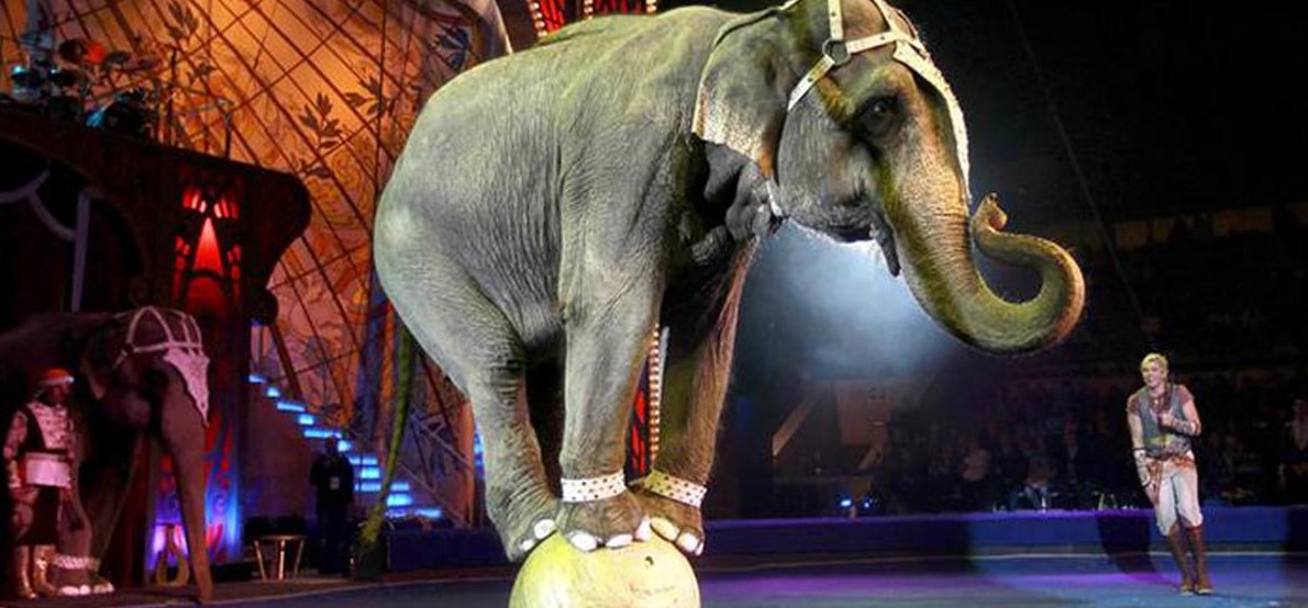 Szlovákiában betiltották az állatok szerepeltetését a cirkuszokban