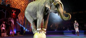 Szlovákiában betiltották az állatok szerepeltetését a cirkuszokban