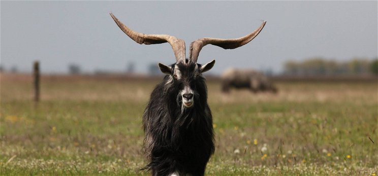 A kihalás szélén a magyar őshonos kecskefaj, alig néhány maradt belőle – videó