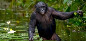 Az állatvilág szexkazánjai a bonobó majmok - videó