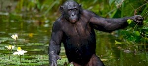 Az állatvilág szexkazánjai a bonobó majmok - videó