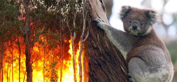 Könnyfakasztó képsorok: koalát mentett ki a tűzből a hősies nő - videó