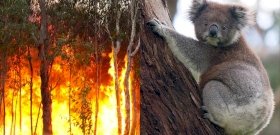 Könnyfakasztó képsorok: koalát mentett ki a tűzből a hősies nő - videó