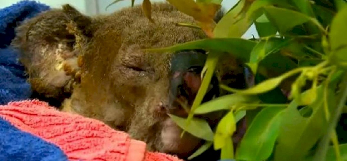 Elpusztult a koala, amit nemrég egy nő mentett ki a tűzből