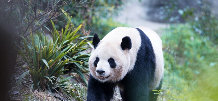 Nézz pandamacikat élő adásban a világ legnagyobb pandabirodalmából – videó