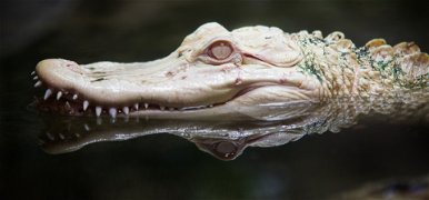 Szenzációs kép: egy hófehér krokodilt kaptak lencsevégre