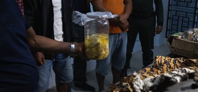 Orvvadászat: találtak egy szumátrai tigrisbundát, és négy tigrismagzatot – galéria
