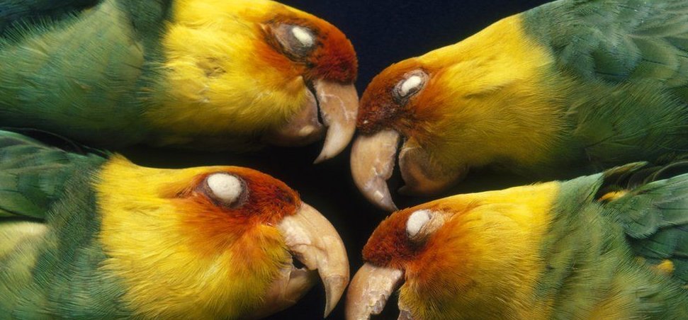 Az ember a felelős az USA egyetlen őshonos papagájának a kipusztulásáért
