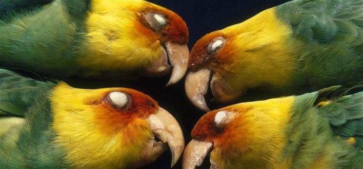 Az ember a felelős az USA egyetlen őshonos papagájának a kipusztulásáért