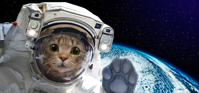 Galaxisok szőrös ura: ő volt az első cica a világűrben – videó
