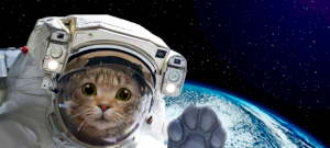 Galaxisok szőrös ura: ő volt az első cica a világűrben – videó