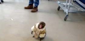 Betotyogott az IKEA-ba egy kabátos majom, a többi már történelem
