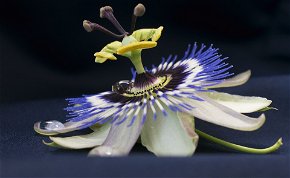 Egy misztikus virág, amely kereszténnyé tette a dél-amerikai indiánokat
