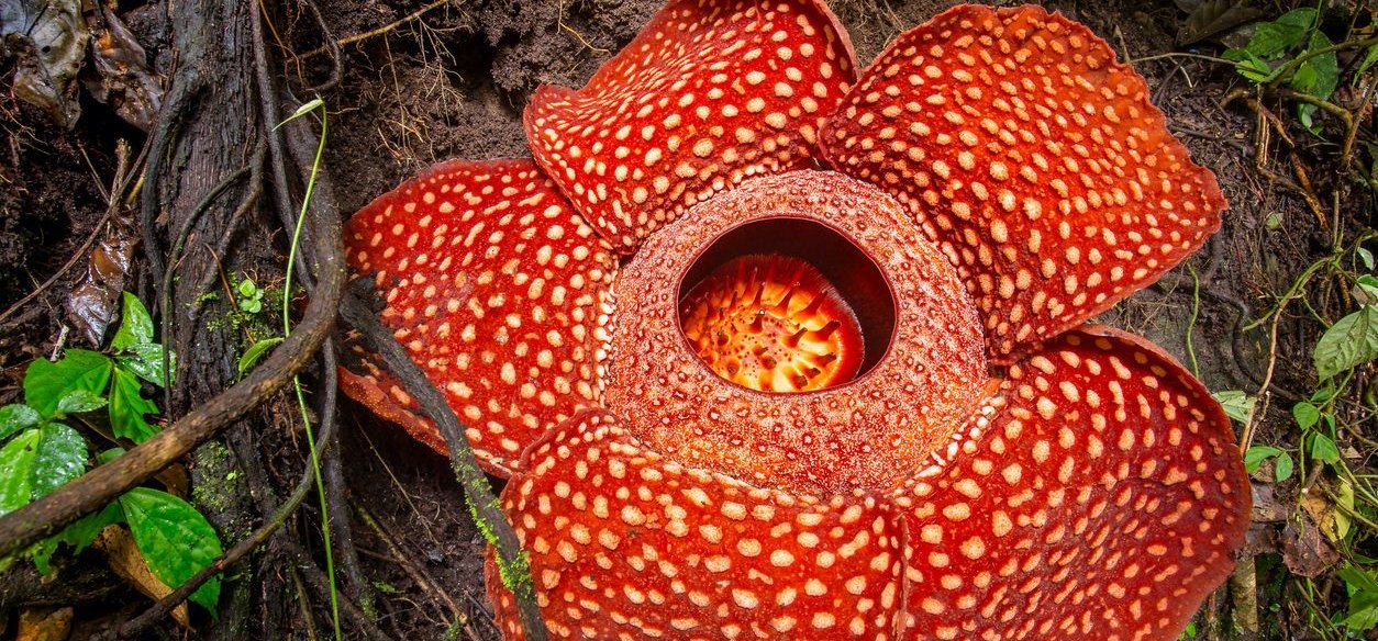 Kinyílt a világ legnagyobb virága, aminek szagától elfog a hányinger
