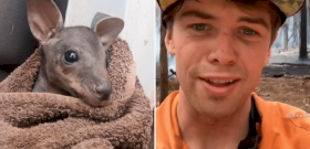 Kengurubébit mentett ki a tűzből egy ausztrál tűzoltó – videó