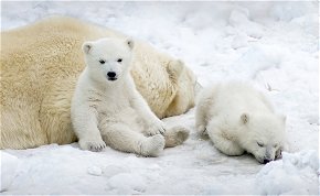 A jegesmedvék etetése tilos! – az előadás, aminek díszletei hulladékból készülnek