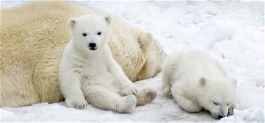 A jegesmedvék etetése tilos! – az előadás, aminek díszletei hulladékból készülnek