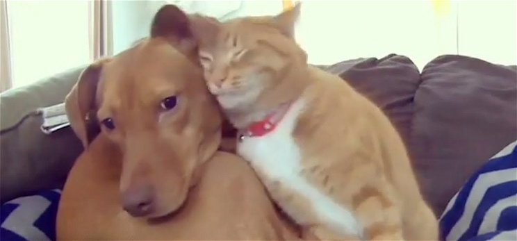Rettegő kutyát vigasztal hű társa, egy cica – videó