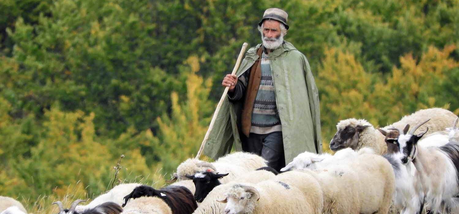Egy román pásztor az autópályán terelte nyáját – videó 