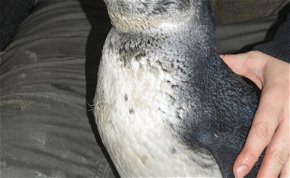 A DVSC becenevét kapta a Szegeden született pingvinfóka