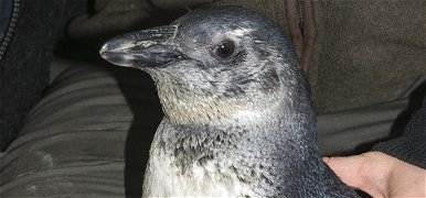 A DVSC becenevét kapta a Szegeden született pingvinfóka