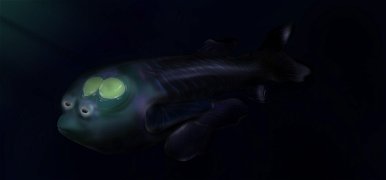 Egy hal, amelynek olyan feje van, mint egy földönkívüli csészealj pilótafülkéje – videó