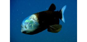 Egy hal, amelynek olyan feje van, mint egy földönkívüli csészealj pilótafülkéje – videó