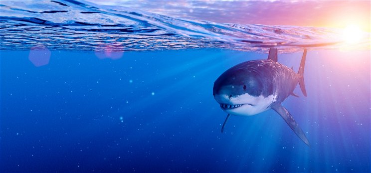 Végül is így is lehet reklámozni a cápás tematikájú filmeket – videó