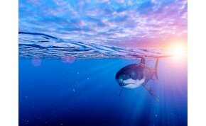 Végül is így is lehet reklámozni a cápás tematikájú filmeket – videó