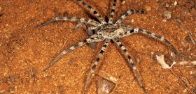 Magyarország legnagyobb pókfaja, marása felér a lódarázs csípésével – videó